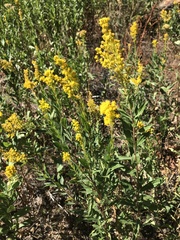 Solidago velutina