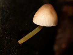 Mycena renati