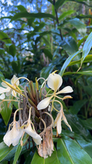 Hedychium flavescens