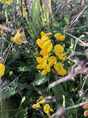 Lotus corniculatus