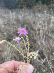 Mirabilis linearis
