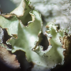 Nephromopsis laureri