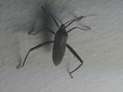 Notobitus meleagris