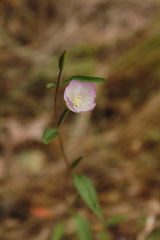 Clarkia amoena caurina