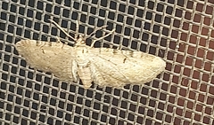 Eupithecia absinthiata