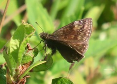 Erynnis baptisiae