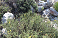 Othonninae