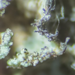 Nephromopsis laureri