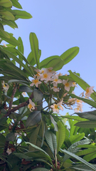 Plumeria