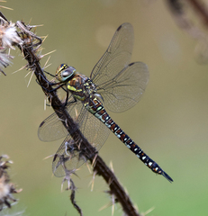 Aeshna mixta