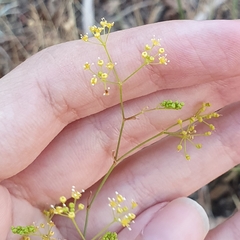 Apiaceae