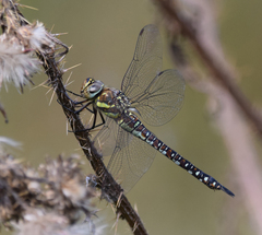 Aeshna mixta