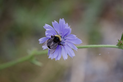 Bombus occidentalis