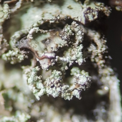 Nephromopsis laureri