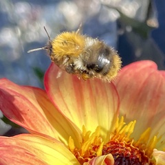Bombus pascuorum