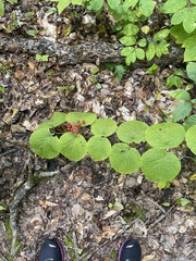 Viburnum lantanoides