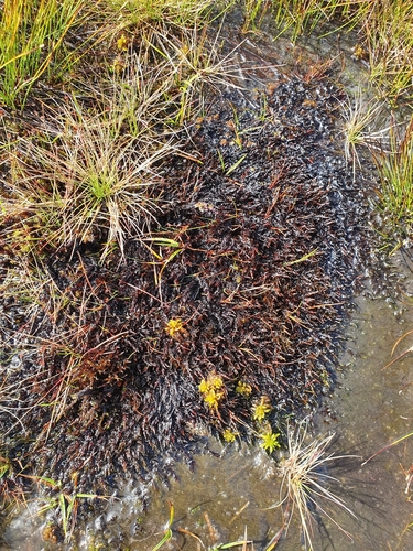 Image of Sarmentypnum sarmentosum by no rights reserved