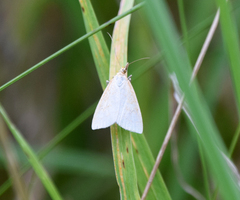 Udea lutealis