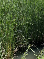 Rhionaeschna multicolor