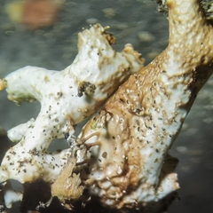 Nephromopsis laureri