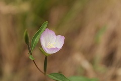 Clarkia amoena caurina