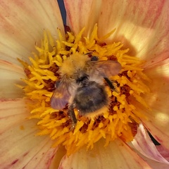 Bombus pascuorum