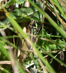 Roeseliana roeselii