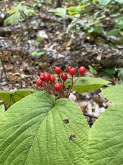 Viburnum lantanoides