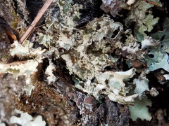 Nephromopsis laureri