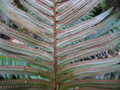 Polystichum munitum