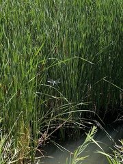 Rhionaeschna multicolor