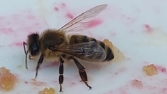 Apis mellifera