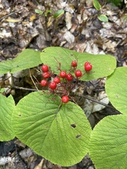 Viburnum lantanoides