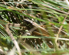 Roeseliana roeselii