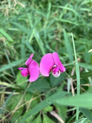 Lathyrus