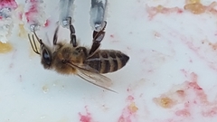 Apis mellifera