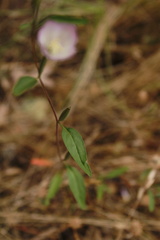 Clarkia amoena caurina
