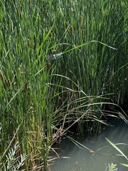 Rhionaeschna multicolor