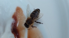 Apis mellifera