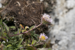 Erigeron acris