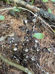 Monotropa uniflora