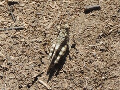 Oedipoda germanica