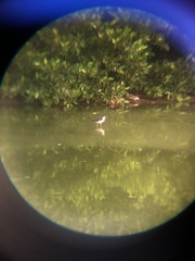 Himantopus mexicanus