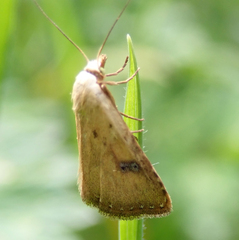 Rivula sericealis