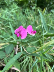 Lathyrus
