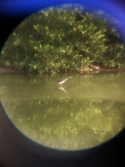 Himantopus mexicanus