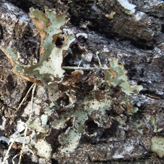 Nephromopsis laureri