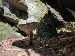 Strobilomyces strobilaceus