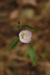 Clarkia amoena caurina