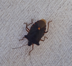 Pentatoma rufipes